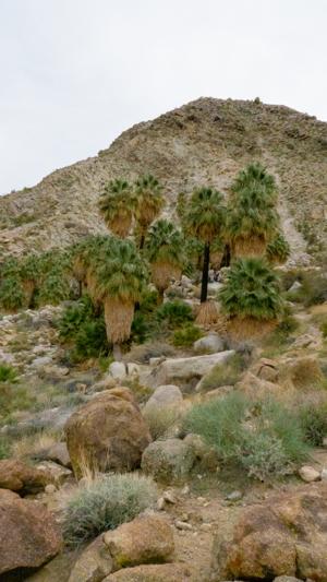 49 Palms Oasis Joshua Tree Np